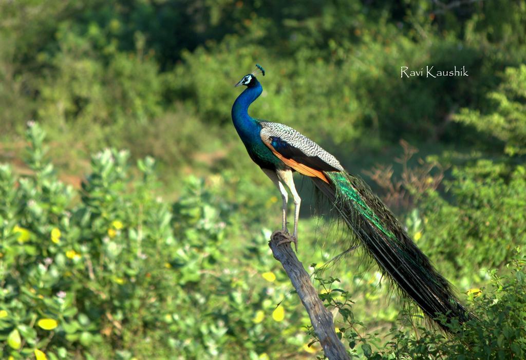 Sigiriya Peacock Homestay Exteriér fotografie